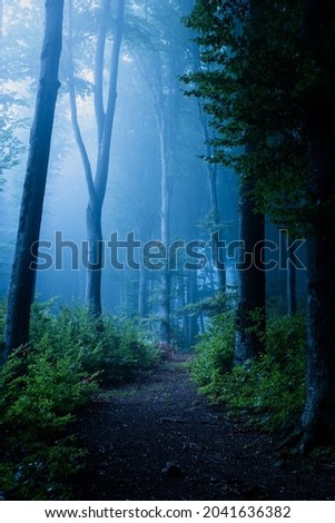 Spooky dark foggy forest. Misty Halloween trails in the woods. Dark creepy places