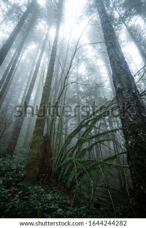 Similar – Image, Stock Photo Lost |In the fog on dense snowy landscape the silhouette of a man