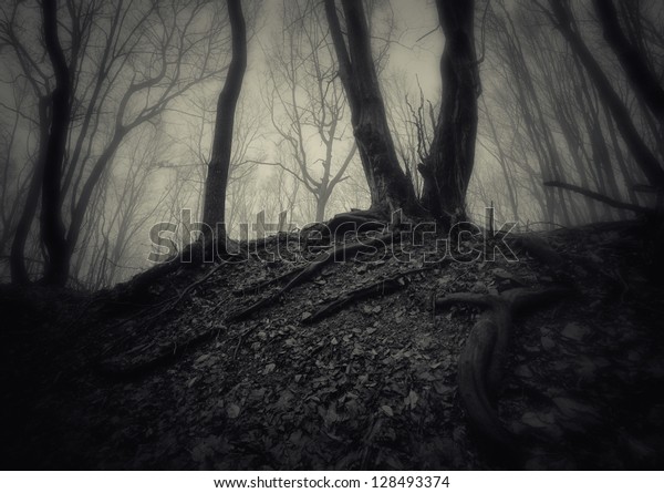 Spooky Forest Old Tree Roots Stock Photo 128493374 | Shutterstock