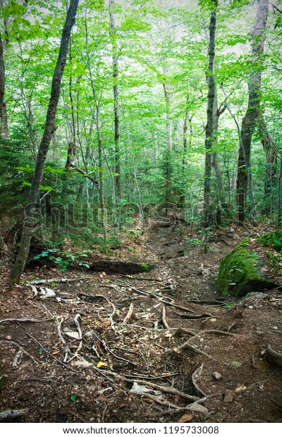 Spooky Forest Path Exposed Roots Trees Stock Photo 1195733008 ...