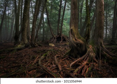 Spooky Forest Tree Roots Stock Photo 1011056944 | Shutterstock