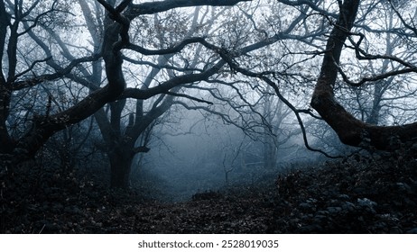 A spooky forest, with trees silhouetted by fog on a mysterious creepy winters day - Powered by Shutterstock