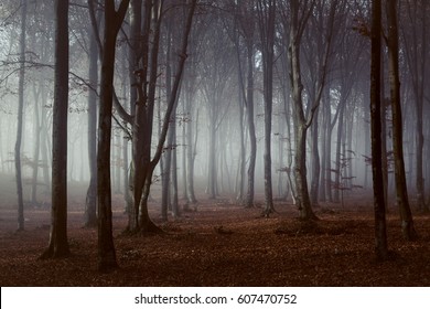 Spooky light in foggy forest
