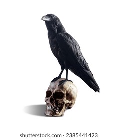 spooky raven standing on a human skull