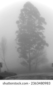 A spooky roadside Eucalyptus tree in the mist. - Shutterstock ID 2363480983