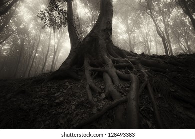 Spooky Tree With Roots In Dark Forest At Night