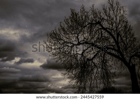 Spooky tree silhouetted against cloudy dark sky
