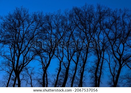 Spooky tree trunks with bare branches of poplars silhouetted against evening sky 