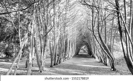 Spooky Tree Tunnel In Apley Woods, Shropshire, England