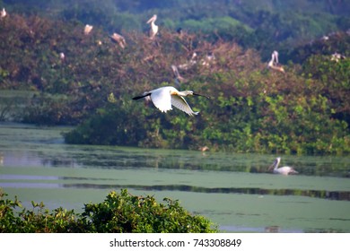 spoon bill stork vedanthangal bird sanctuary tamilnadu india