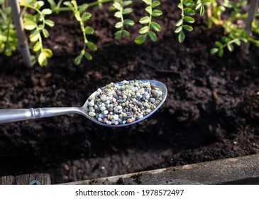 Spoon with granular fertilizer for flowers and vegetable with planter and soil background. 12-16-12 all-purpose fertilizer formula to replenish nutrients and minerals for plants. Selective focus.