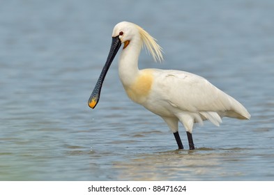  Spoonbill (Platalea Leucorodia)