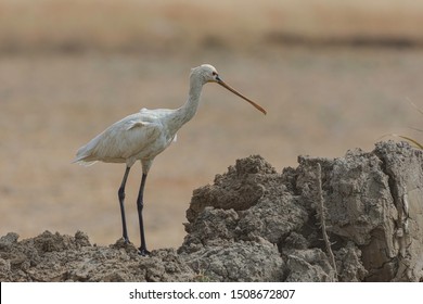 Spoonbill (Platalea).The Spoonbills Are Most Distinct From The Ibises In The Shape Of Their Bill, Which Is Long And Flat And Wider At The End.