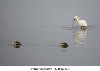 Spoonbill In The Water Looking For Food And Fish.