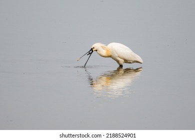 Spoonbill In The Water Looking For Food And Fish.