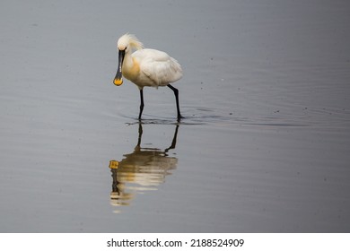 Spoonbill In The Water Looking For Food And Fish.