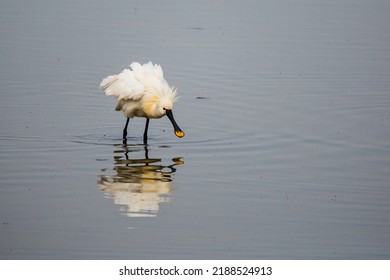 Spoonbill In The Water Looking For Food And Fish.