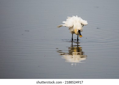 Spoonbill In The Water Looking For Food And Fish.