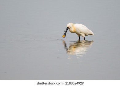 Spoonbill In The Water Looking For Food And Fish.