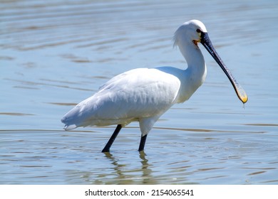 spoonbill white ardehyde ponds and lakes of europe italy 