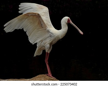 Spoonbill with wings spread