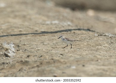 A Spoon-billed Sandpiper With Leg-flags For Scientific Research