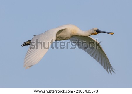 spoonbills do a fly by 