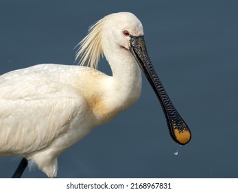 Spoonbills are a genus, Platalea, of large, long-legged wading birds. The spoonbills have a global distribution, being found on every continent except Antarctica.High-quality Photo.