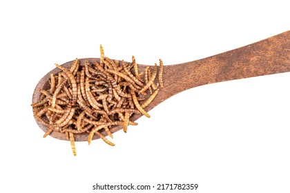 Spoonful of mealworms in wooden spoon isolated on white background. Edible insects food, protein.