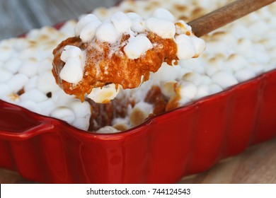 Spoonful of sweet potato casserole baked with mini marshmallows being served for Thanksgiving Day dinner. Extreme shallow depth of field with selective focus on spoon of potatoes.