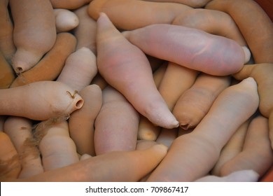 Pig penis