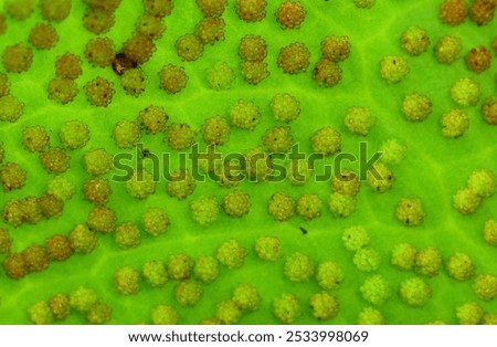 Sporangium pattern on under the leaf of a fern.