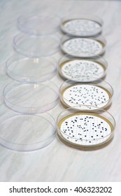 Spores Of Clostridium Perfringens On  Petri Dishes (TSC Agar Used)