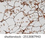 Spores, sporangia, mycelium, hypha of Stemonitis Splendens slime mold grown on rotting wood. Seen in optical microscope with 40x objective