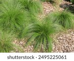 Sporobolus heterolepis, commonly known as prairie dropseed is a species of prairie grass native to the tallgrass and mixed grass prairies of central North America from Texas to southern Canada.