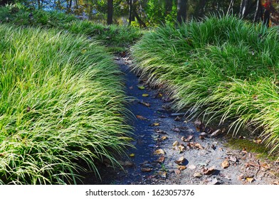 Sporobolus Heterolepis
Prairie Dropseed, Ornamental Grass Lines A Path In The Woods Leading To A Nearby Lake