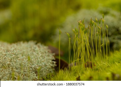 Sporophytic Green Moss With Fruticose Lichen