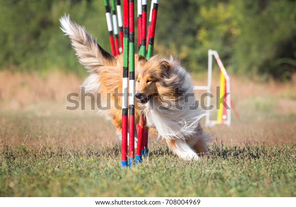 Sport for dogs agility obstacle
slalom. A collie breed dog participates in agility
competitions.