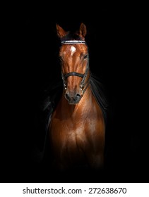 Sport dressage horse over a black background in front view
