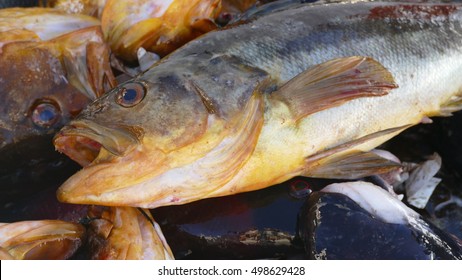 Sport Fish From California, Calico Bass Or Kelp Bass