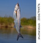 Sport fishing in the north river. Dynamic picture when Sabrefish (Pelecus cultratus) are brought to the surface