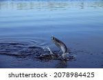 Sport fishing in the north river. Dynamic picture when Sabrefish (Pelecus cultratus) are brought to the surface - fish leaps out of the water