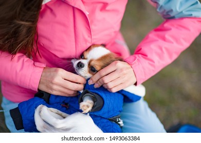 Sport Woman Owner In Track Suit Dressing Her Little Chihuahua Dog In Animal Clothes