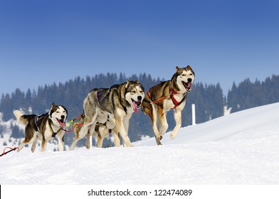 sportive dog team is running in the snow