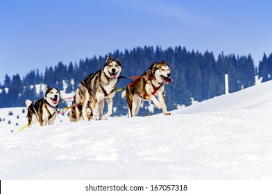 sportive dog team is running in the snow