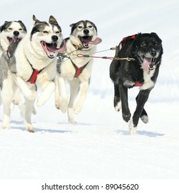 sportive dog team is running in the snow
