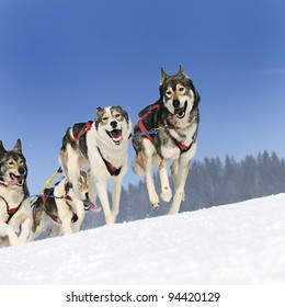 sportive dog team is running in the snow