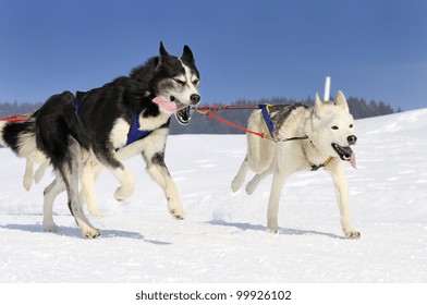 sportive dog team is running in the snow