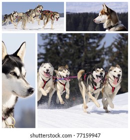 Sportive dogs are running in the snow, mountain in winter