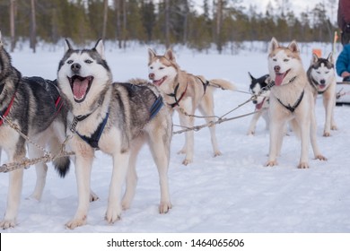 Sportive Dogs In The Snow, Extreme, Mountain Drag Siberian Dog Dragging Tourists Around Murmansk, Russia Lovely Bright